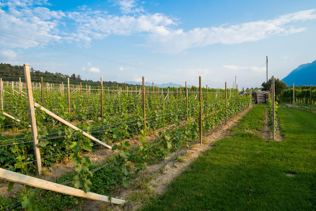Ferienwohnung Pippohof Appiano Sulla Strada Del Vino Szoba fotó